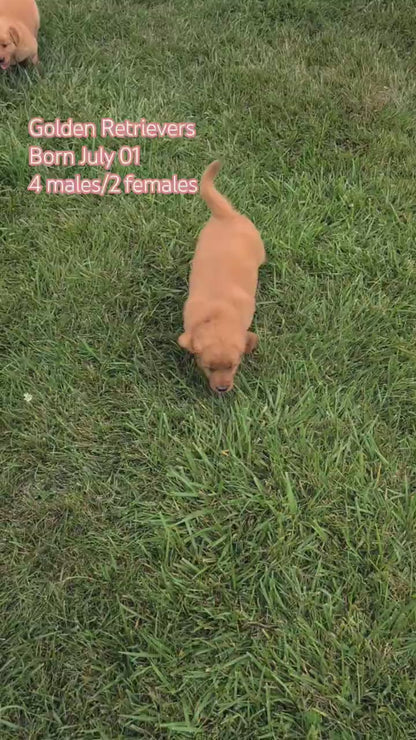 GOLDEN RETRIEVER (JUL 01) MALES