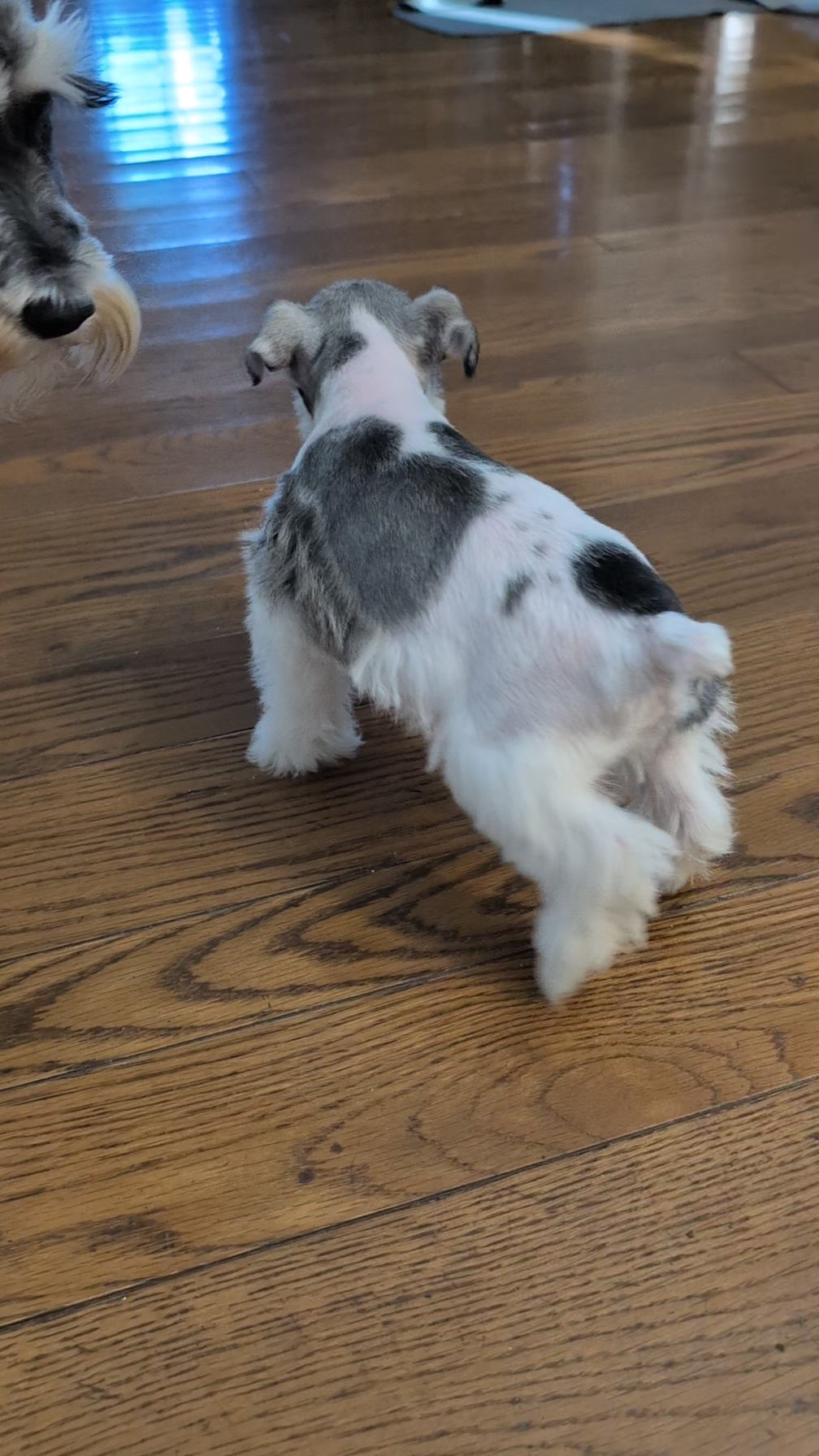 Load video: 