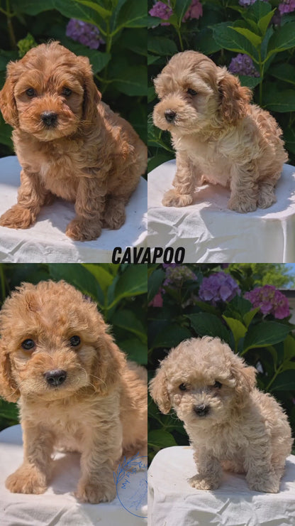 CAVAPOO (05/23) FEMALE