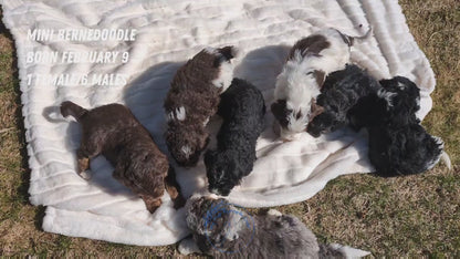 MINI BERNEDOODLE (02/09) MALE