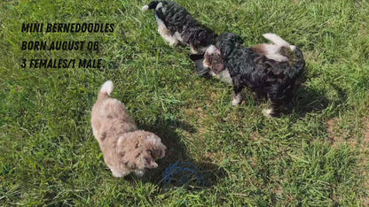 MINI BERNEDOODLE (08/06) FEMALE