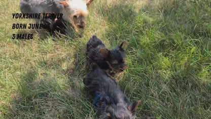 YORKSHIRE TERRIER (06/05) MALE