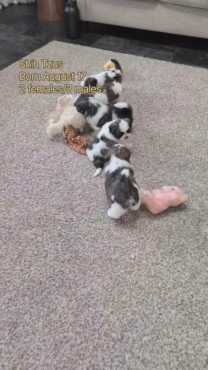 SHIH TZU (AUG 17) 2 FEMALES/3 MALES