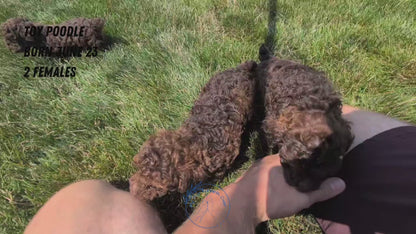 TOY POODLE (06/23) FEMALE
