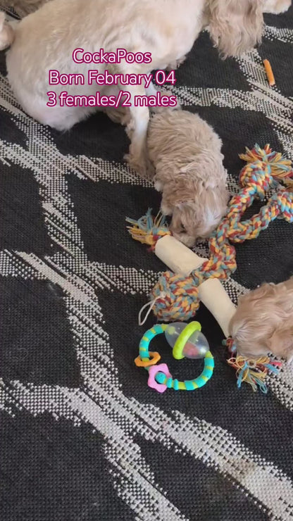 COCKAPOO (FEB 04) MALES