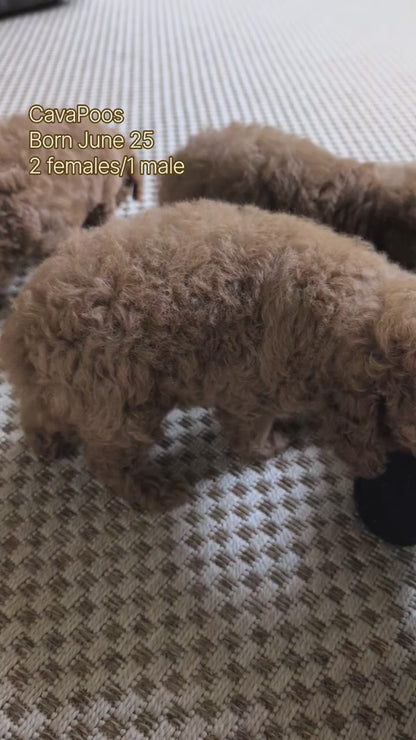 CAVAPOO (JUN 25) FEMALES