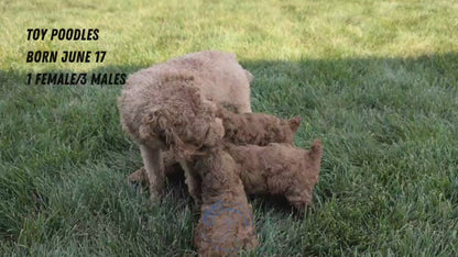 TOY POODLE (JUN 17) MALES