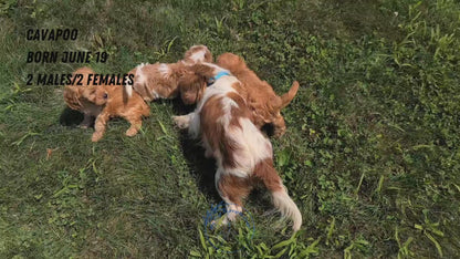 CAVAPOO (06/19) MALE