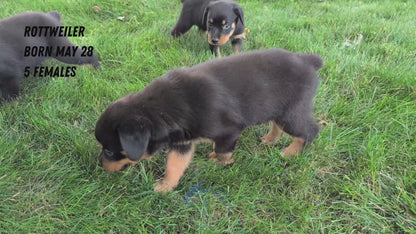 ROTTWEILER (05/28) FEMALE