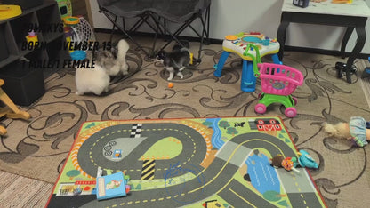 POMSKY (NOV 15) MALE