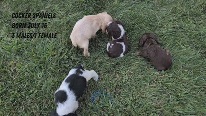 COCKER SPANIEL (07/16) FEMALE