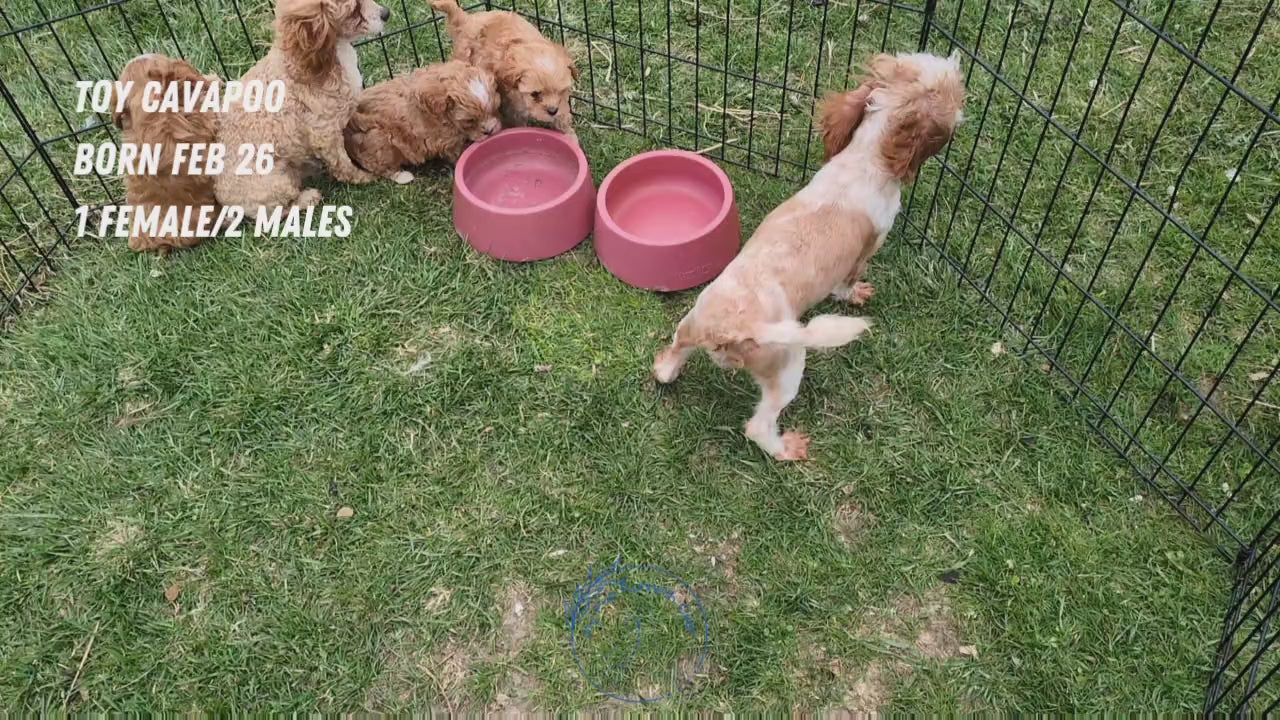 Load video: 