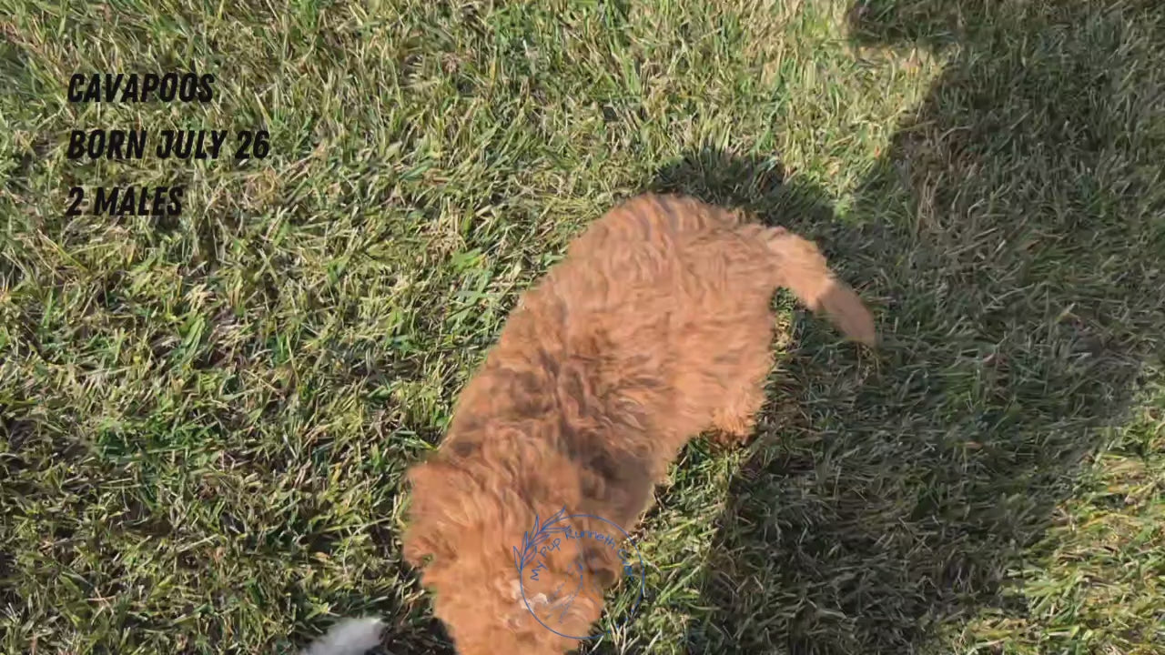 Load video: 