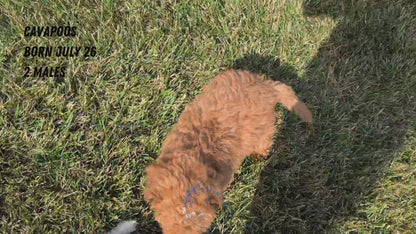 CAVAPOO (07/26) MALE