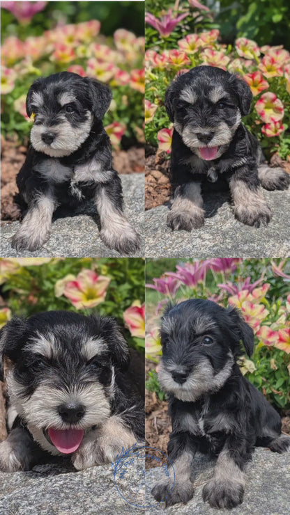 MINI SCHNAUZER (05/29) MALE