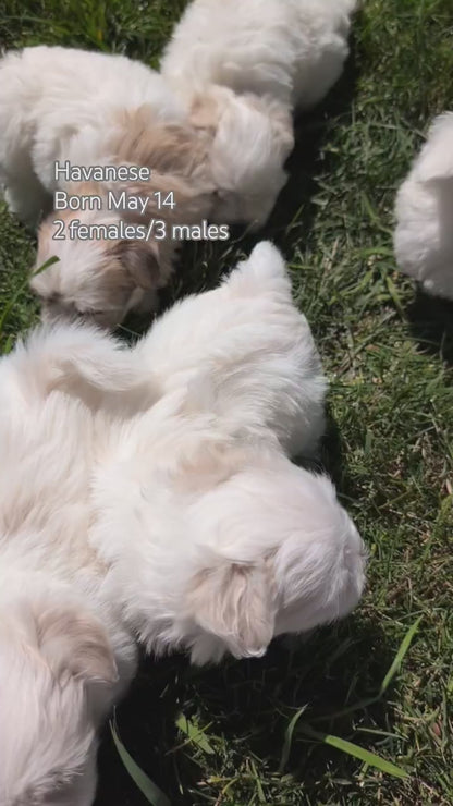 HAVANESE (MAY 14) FEMALES