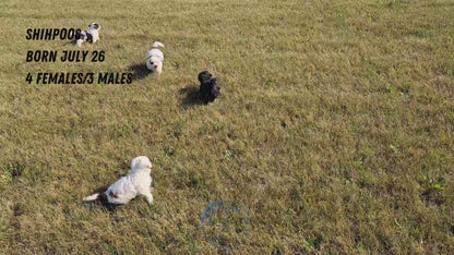 SHIHPOO (07/26) FEMALE