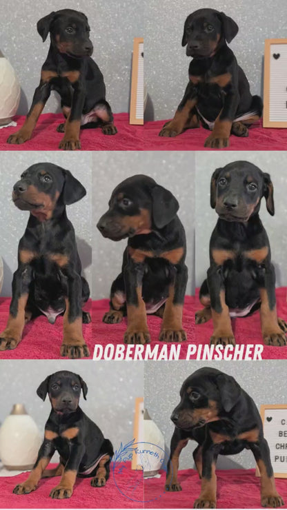DOBERMAN PINSCHER (OCT 17) FEMALES