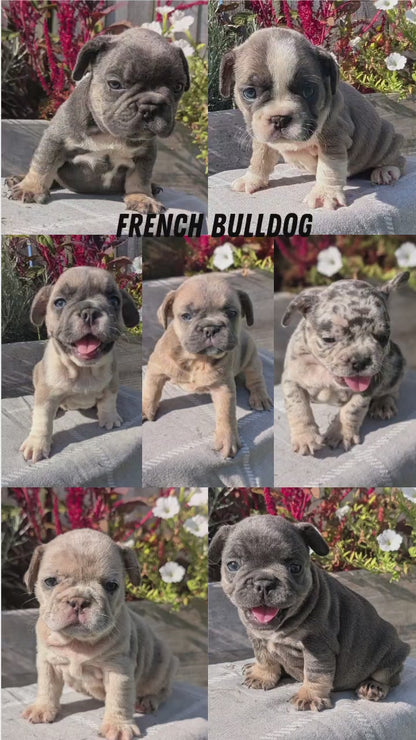FRENCH BULLDOG (07/03) MALE