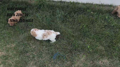 MINI POODLE (06/29) FEMALE