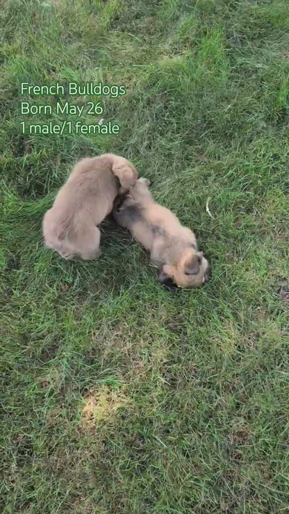 FRENCH BULLDOG (MAY 26) MALE