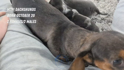 MINI DACHSHUND (OCT 20) MALES