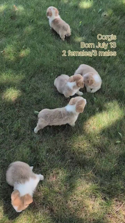 CORGI (JUL 13) 2 FEMALES/3 MALES