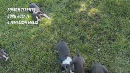 BOSTON TERRIER (JUL 11) 4 FEMALES/4 MALES