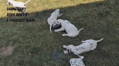 DALMATIAN (06/09) MALE