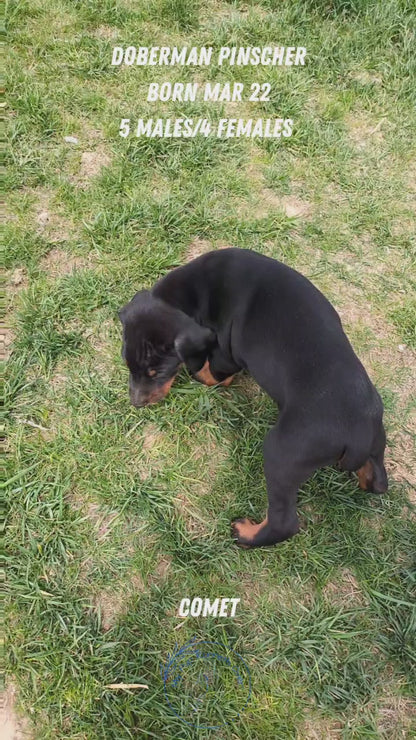 DOBERMAN PINSCHER (03/22) MALE