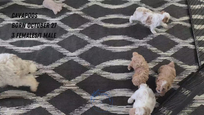 CAVAPOO (OCT 27) MALE