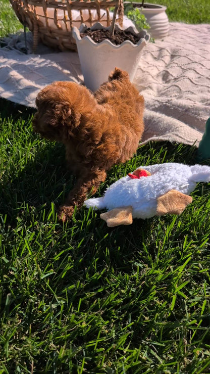 TOY POODLE (AUG 20) 1 FEMALE