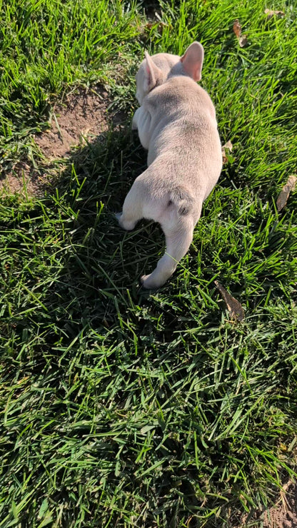 FRENCH BULLDOG (SEP 15) 3 MALES/3 FEMALES