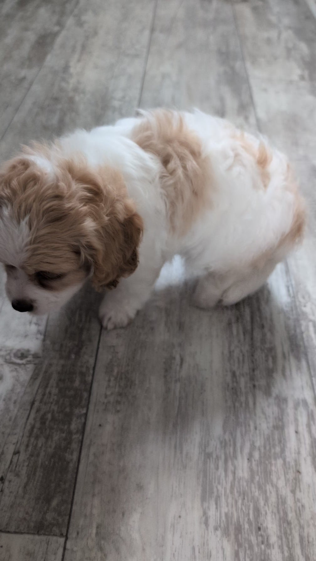 Load video: 