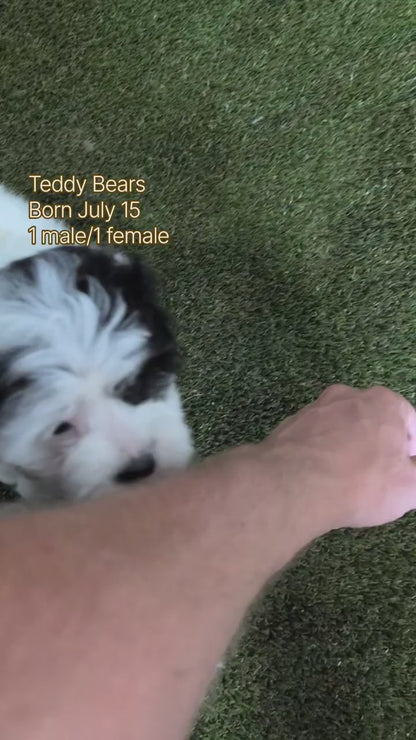 TEDDY BEAR (JUL 15) 1 MALE/1 FEMALE
