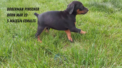 DOBERMAN PINSCHER (03/22) MALE