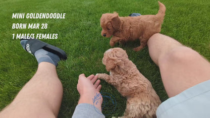 MINI GOLDENDOODLE (03/28) MALE