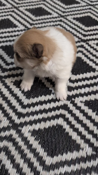 POMERANIAN (NOV 23) MALE