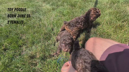 TOY POODLE (06/23) FEMALE