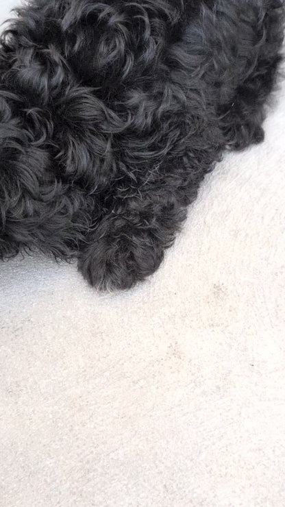 CAVAPOO (JUN 14) MALES