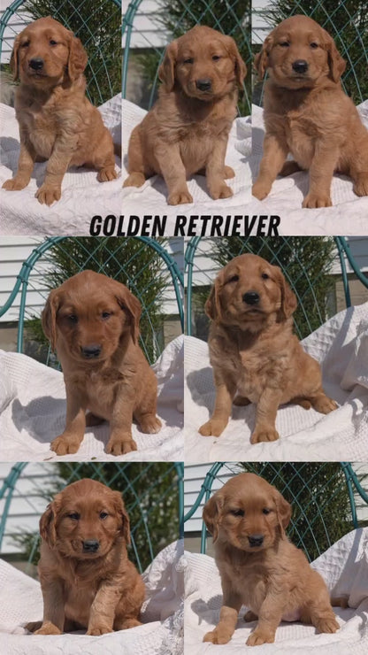 GOLDEN RETRIEVER (07/24) FEMALE