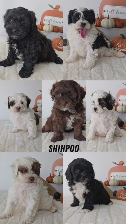 SHIHPOO (07/26) FEMALE