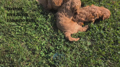 CAVAPOO (07/06) MALE