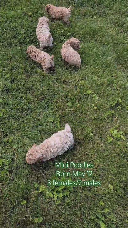 MINI POODLE (MAY 12) MALES