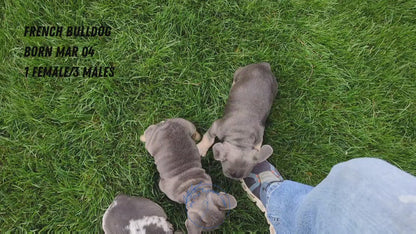 FRENCH BULLDOG (03/04) MALE