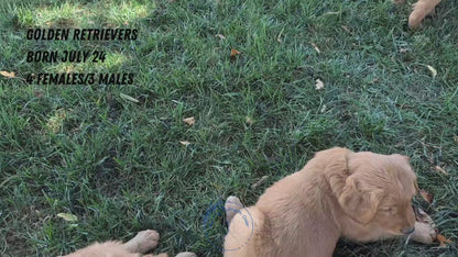 GOLDEN RETRIEVER (07/24) FEMALE