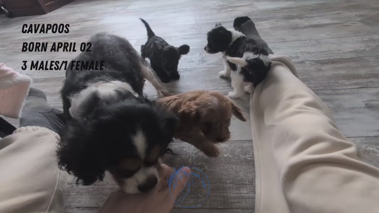 Load video: 