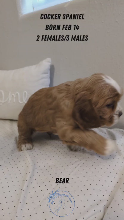 COCKER SPANIEL (02/14) MALE