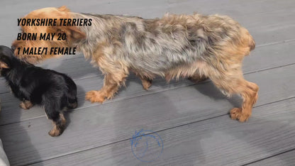 YORKSHIRE TERRIER (MAY 20) FEMALE