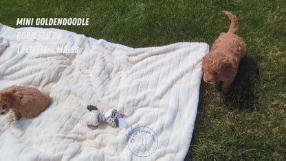 MINI GOLDENDOODLE (02/28) MALE